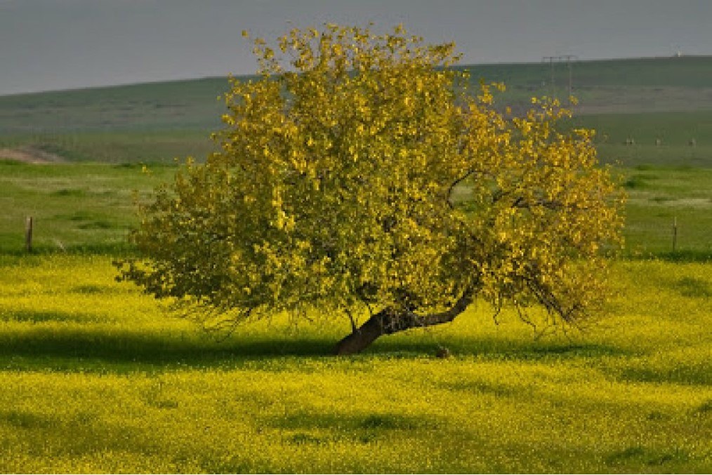 Mustard Seeds